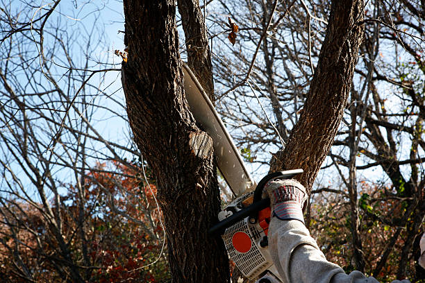 How Our Tree Care Process Works  in  Klamath Falls, OR